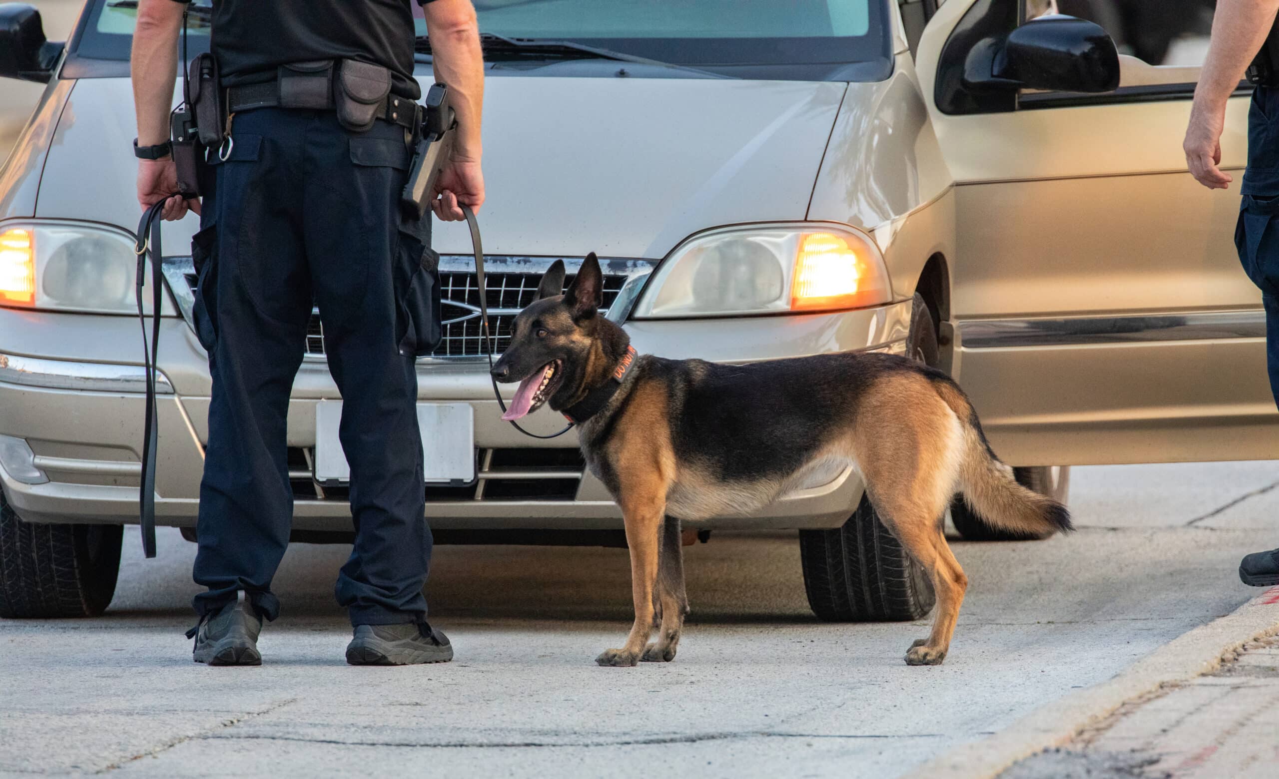 DWI Penalties 1 Police Dog Searching a Vehicle